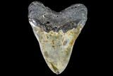 Huge, Fossil Megalodon Tooth - North Carolina #108873-2